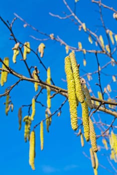 Hazelnut flowering