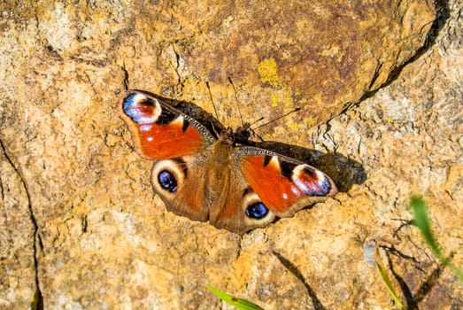 Peacock