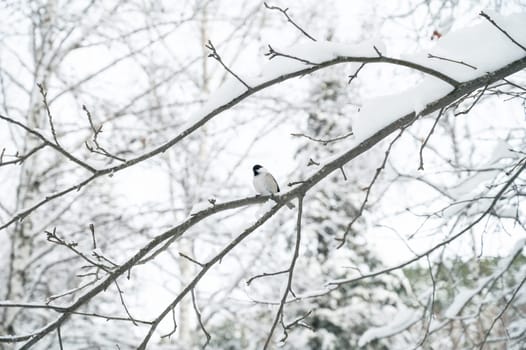 Close-up of bullfinch in winter forest