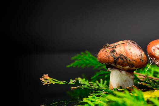 forest mushrooms with leaves, branches and fir trees isolated on black background