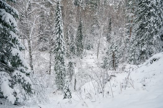 Winter landscape with fair trees under the snow.