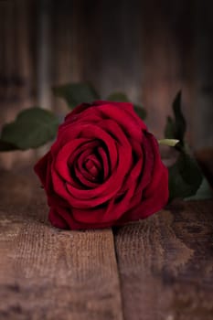 red festive rose