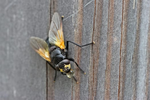 Cattle fly (Mesembrina meridiana)