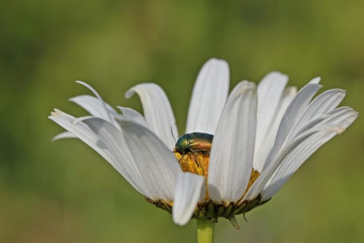Silky drop beetle (Cryptocephalus sericeus) on marguerite