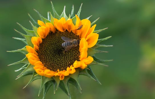 Sunflower bud with guests