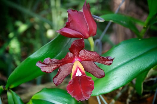 two deep red orchids are in bloom facing opposite directions outdoors.