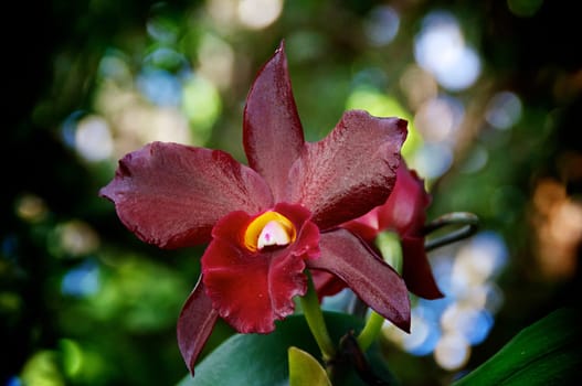 Taken from a low angle, two deep red orchids are in bloom facing opposite directions outdoors.