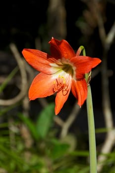 A beautiful orange amaryllis plant has flowered and is in bloom outdoors in the sunshine.