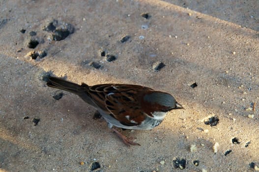 Looking down at a sparrow on the ground eating crumbs.