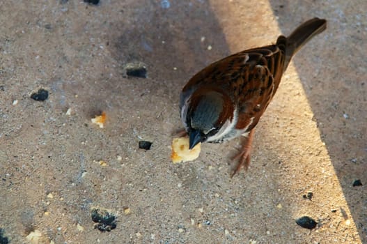 Looking down at a sparrow on the ground eating crumbs.