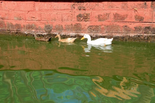 Three ducks of brown, pink and white feathers floating on water
