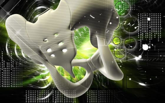 Digital illustration of pelvic girdle in colour background