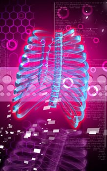 Digital illustration of rib cage in colour background