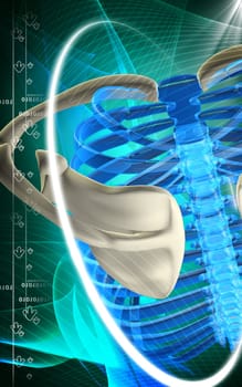 Digital illustration of rib cage in colour background