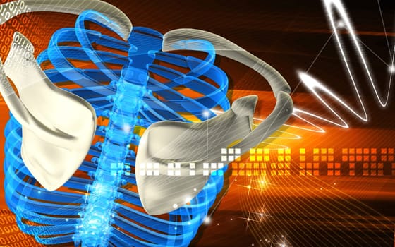 Digital illustration of rib cage in colour background