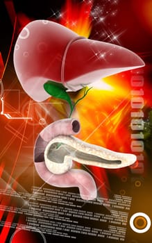 Digital illustration of Pancreas and Liver in colour background