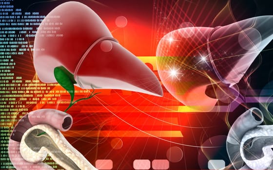 Digital illustration of Pancreas and Liver in colour background
