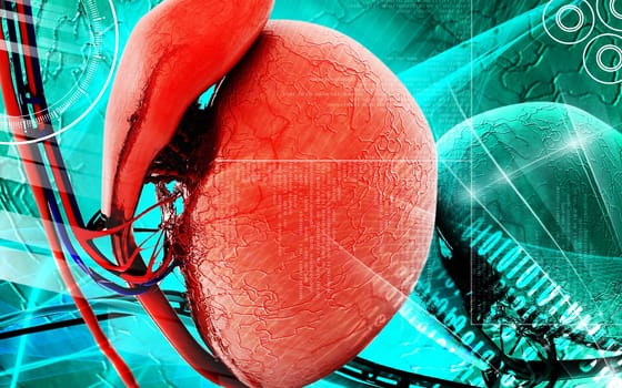 Digital illustration of testicles in colour background