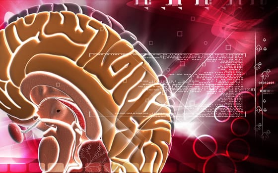 Digital illustration of brain in colour background