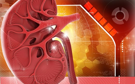 Digital illustration of kidney in colour background