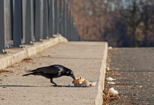 A raven crow Crovus Corona eating