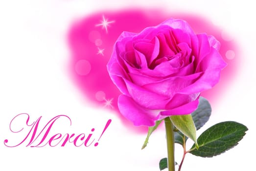 A Pink Rose with the French Word Merci Which means Thanks