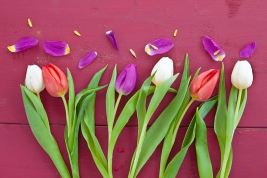 Fresh colorful tulips on red wooden background