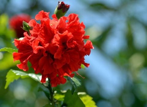 Stuffed quirky hibiscus flower
