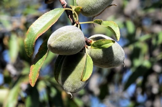 Green Unripe Prune on a Branch of Tree