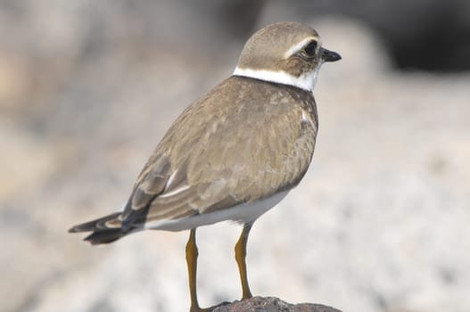 One Adult Kentish Plover Water Bird near a Rock Beach