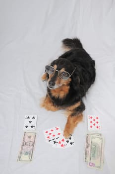 One Smart Old Black Dog Playing Poker On a White Background