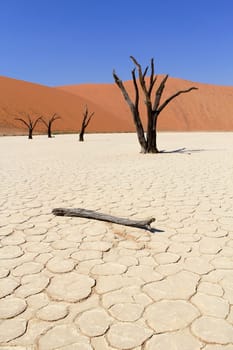 Sossusvlei dead valley landscape in the Nanib desert near Sesriem, Namibia