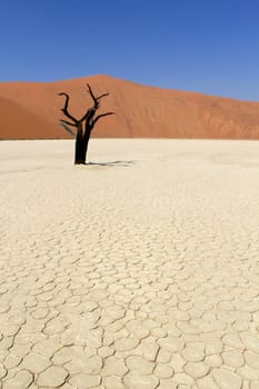 Sossusvlei dead valley landscape in the Nanib desert near Sesriem, Namibia
