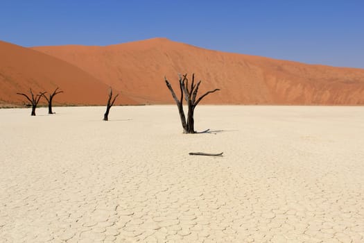 Sossusvlei dead valley landscape in the Nanib desert near Sesriem, Namibia