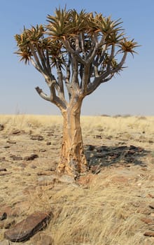 Quiver tree (Aloe dichotoma) in the Namib desert landscape. Namibia