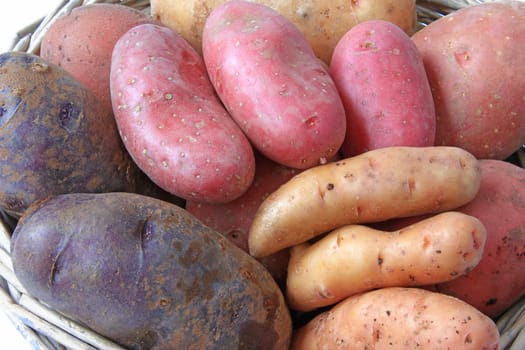 different potato varieties in different colours in one basket (Solanum tuberosum)