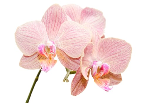 Siingle branch of gentle exotic flowers isolated on white