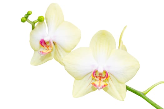 Elegant pastel beige orchid flowers small branch isolate