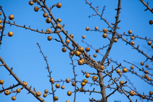 View of sorbo fruits on branches tree