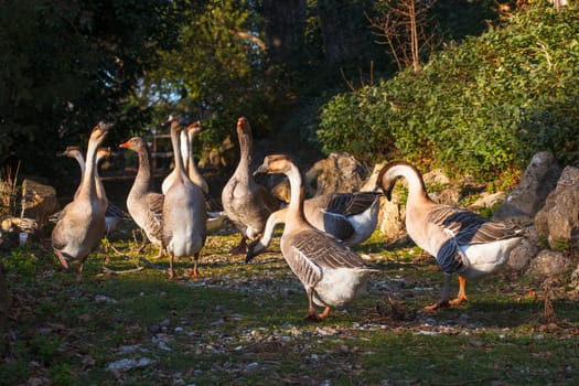 View of many goose in the countryside