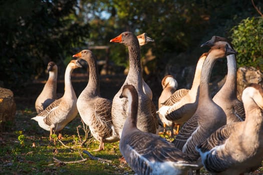 View of many goose in the countryside