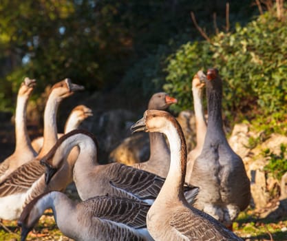 View of many goose in the countryside
