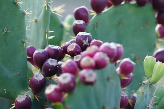 Opuntia