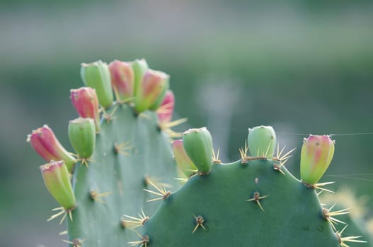 Opuntia