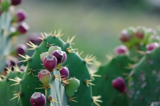 Opuntia