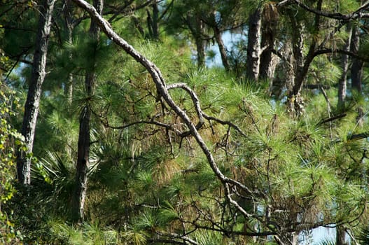 Gnarly branches dominate this scene of Florida Pine trees.