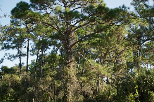 Gnarly branches dominate this scene of Florida Pine trees.