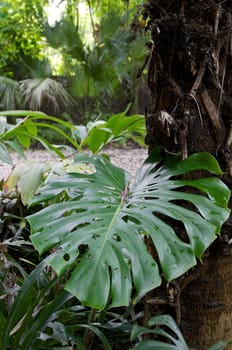 The large broad leaf of the tropical swiss cheese plant dominates this scene of a tropical forest.