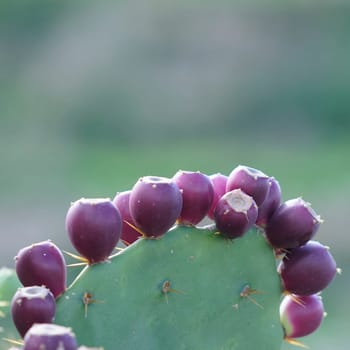 Opuntia