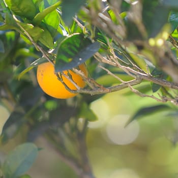 orange
